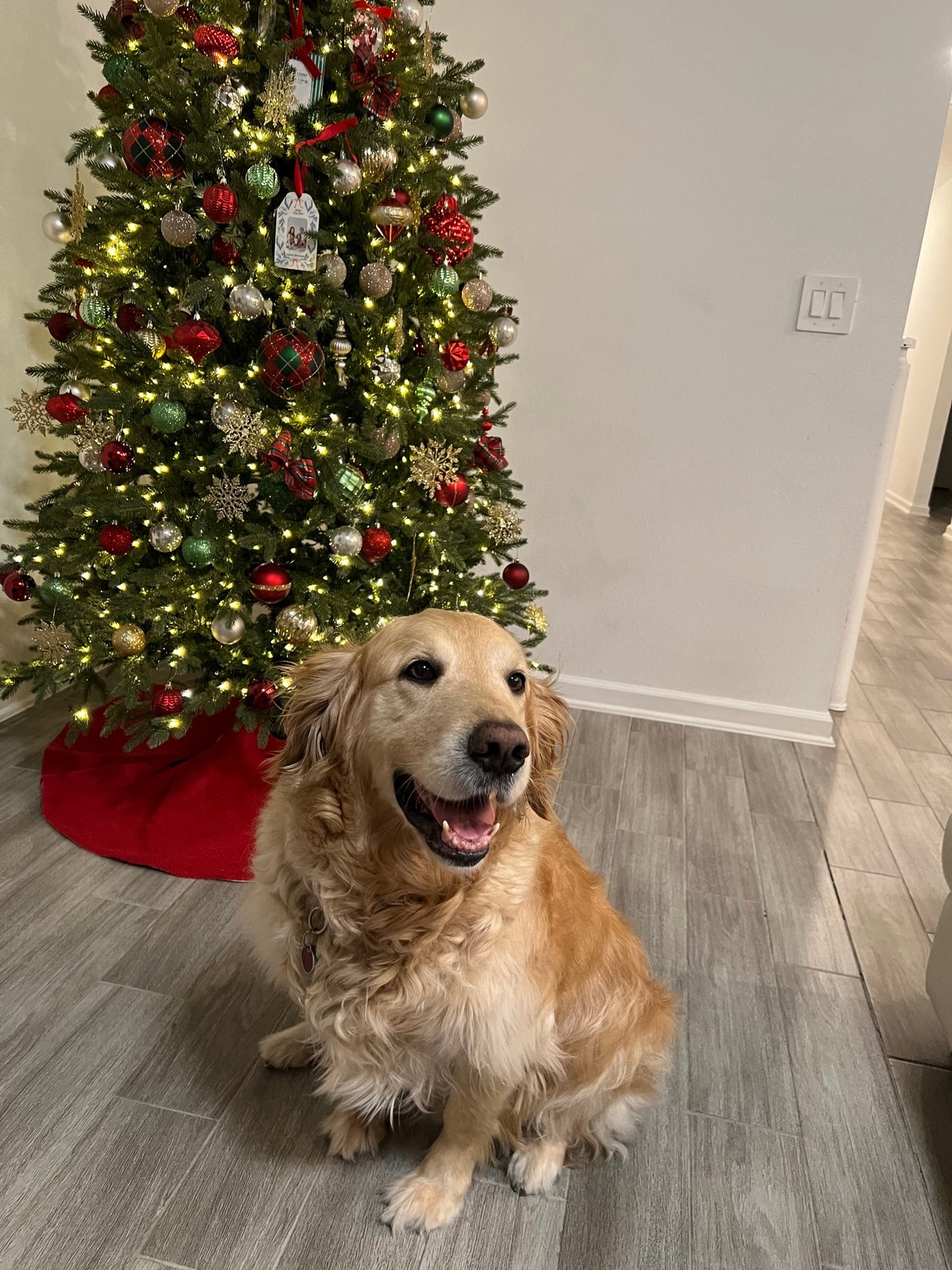 A happy Golden Retriever sitting at home beside a Christmas tree